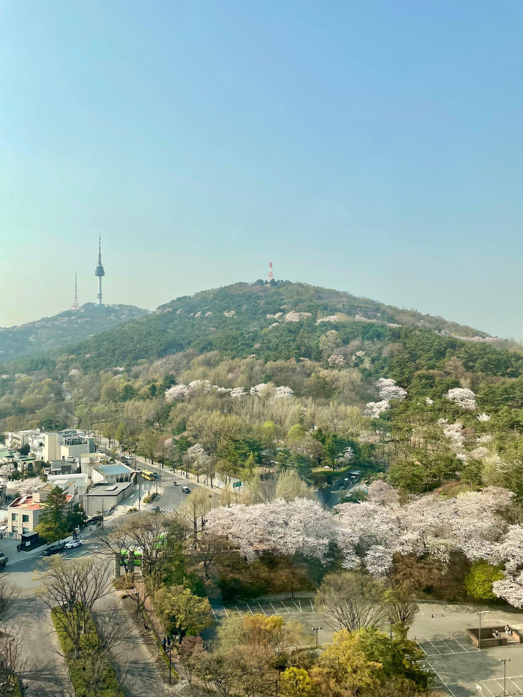 Namsan Tower và hàng cây anh đào nở hoa nhìn từ cửa sổ phòng